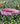 Blush EcoPET Collar