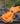 Sunshine Orange Waterproof Harness